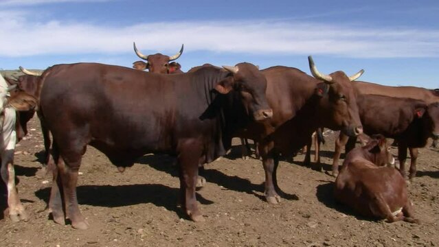 Nguni cattle in the kraal