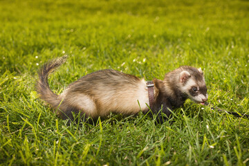 Ferret female walking in green grass in summer city park