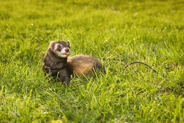 Ferret female walking in green grass in summer city park
