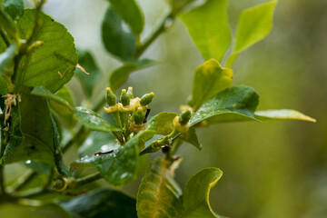 New growing tiny lemons growing on the tree. Selective focus, close up