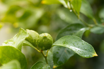 Unripe green lemons citrus fruits on the tree, close up. Copy space