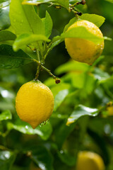 Ripe lemons hanging on a tree