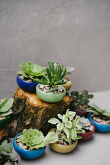 Small plants at the flower shop. Green indoor plants. Landscaping the interior of a home or office. Ceramic pots.