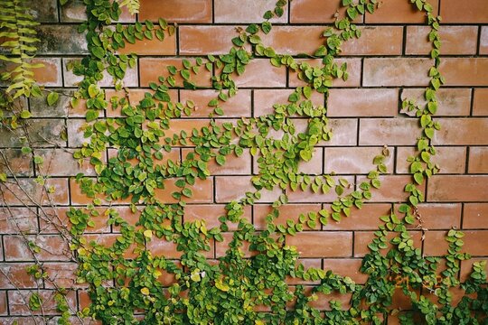 green leaves wallflower on red brown brick wall