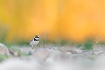As in a painting, fine art portrait of little ringed plover wrapped by sunrise (Charadrius dubius)