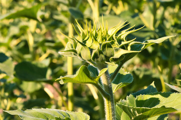 Obraz premium Sunflower bud on a sunflower field depicted individually. Round yellow flower