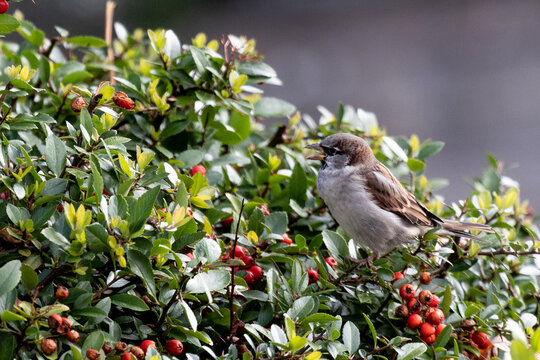 A sparrow (passerida) sitting on a bush of firethorn (pyracantha) with red berries