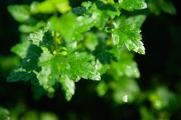Raindrops on green leaves illuminated by the bright sun. green texture