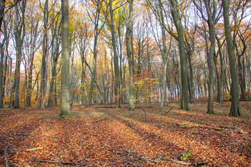 Obraz premium Autumn forest scenery in warm light with sun rays