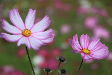 Fototapeta premium 秋の花