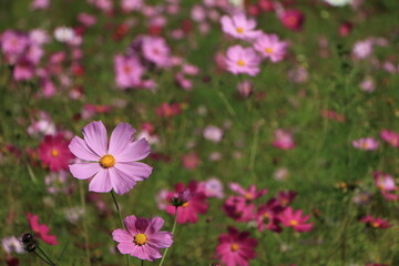 Obraz premium 秋の花