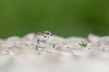 First steps, fine art portrait of young little ringed plover (Charadrius dubius)