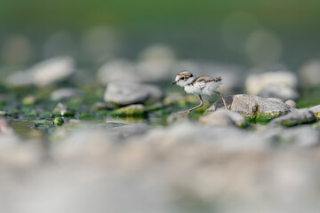 New life on the coastline, the little ringed plover (Charadrius plover)