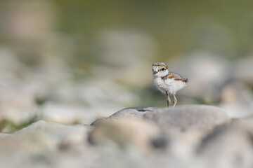 Newborn on the beach, fine art portrait of little ringed plover (Charadrius dubius)