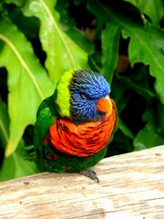 rainbow lorikeet parrot
