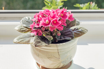 Blooming pink homemade violet (saintpaulia) on the sunny windowsill of an open window.