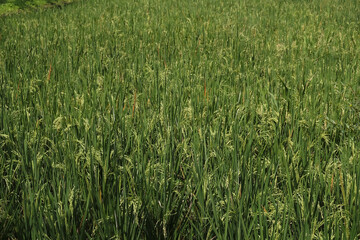Photo of rice plants in a rice field