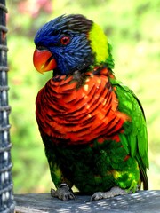 rainbow lorikeet