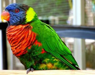 Rainbow Lorikeet