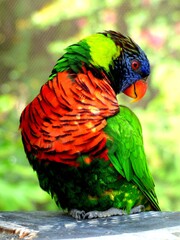 Rainbow Lorikeet