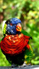 rainbow lorikeet