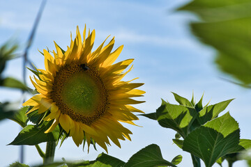 Sunflower shown individually on a sunflower field. Round yellow flower. Sunflower