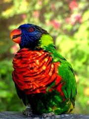 Rainbow Lorikeet