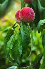 Harvest of ripe peaches on a green background