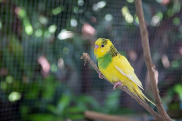 Pretty yellow and green budgerigar parakeet sitting on a branch with  blurred background.