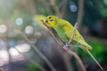 bird
