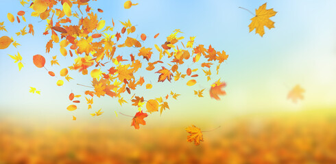 Naklejka na ściany i meble orange fall leaves, autumn natural background