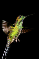 Fototapeta premium Hummingbird, Maquipucuna Cloudforest Reserve, Rainforest, Pichincha Province, Ecuador, America