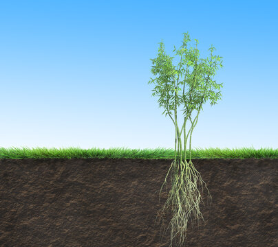 seedling bamboo tree with roots in soil, 3D illustration