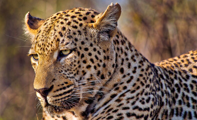 Leopard, Panthera pardus, Kruger National Park, Mpumalanga, South Africa, Africa