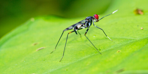 Fly, Diptera, Tropical Rainforest, Marino Ballena National Park, Uvita de Osa, Puntarenas, Costa Rica, Central America, America
