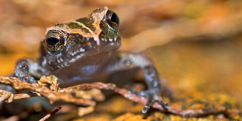 Tropical Frog, Tropical Rainforest, Marino Ballena National Park, Uvita de Osa, Puntarenas, Costa Rica, Central America, America