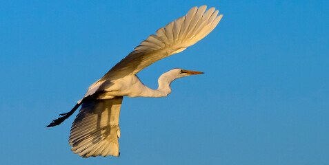 Great White Egret, Egretta alba, Chobe River, Chobe National Park, Botswana, Africa