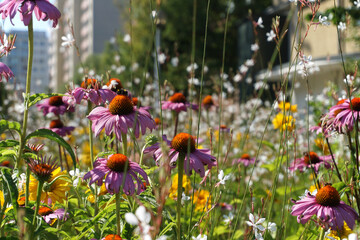 Naklejka premium Flower meadow in city, block of flats on second plan