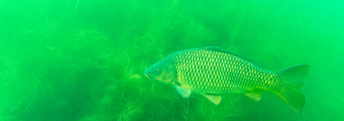 A large scaled carp