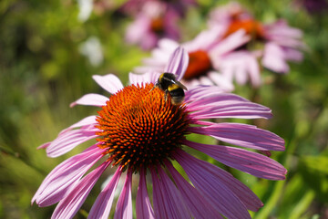 Bee on violet flower, defocused background