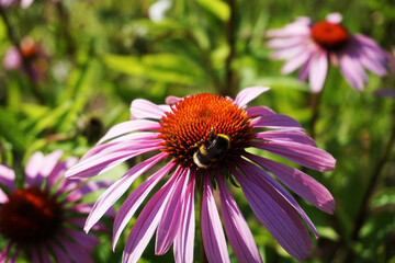 Bee on violet flower, defocused background