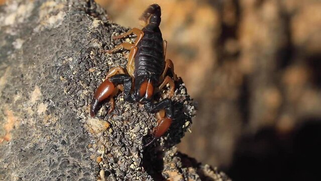 Scorpion in the Kalahari desert, Southern Africa