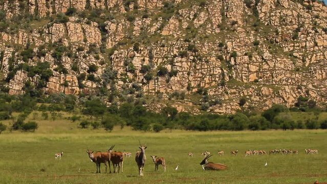 Eland and Springbok on the grass plains of South Africa