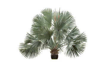 Silver Bismarckia nobilis palm tree with clipping path on white background.