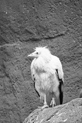 Dirt vulture portrait. Wild hairstyle. Vulture bird sitting on a rock. Bird