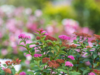 Flowers of Spiraea japonica double play pink, the Japanese meadowsweet, Japanese spiraea or Korean spiraea. It is a plant in the family Rosaceae.