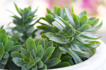 Green succulent plant grows, sedum flowers 