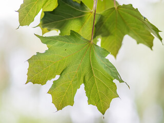 Summer branches of maple tree with fresh green leaves
