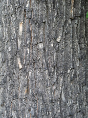 Texture of embossed bark of an old maple
