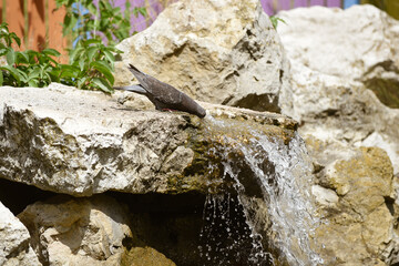 pigeon on the rock